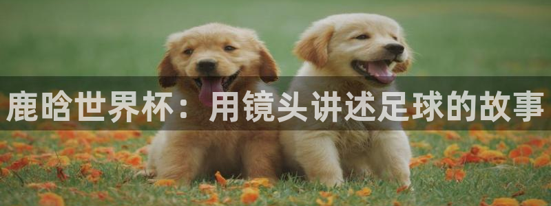 世界杯小组赛赛程:鹿晗世界杯:用镜头讲述足球的故事